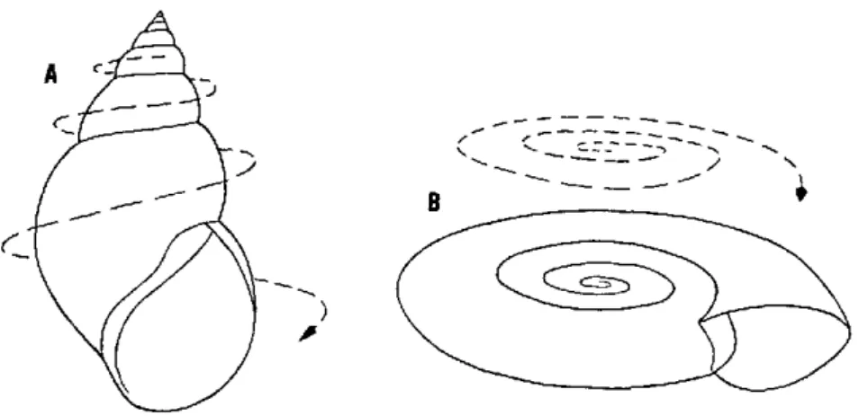 Fig.  2.  Direction  of  growth  in  a  gastropod  shell  (A,  shell  with  a  well-developed spire;  B, discoidal  shell)