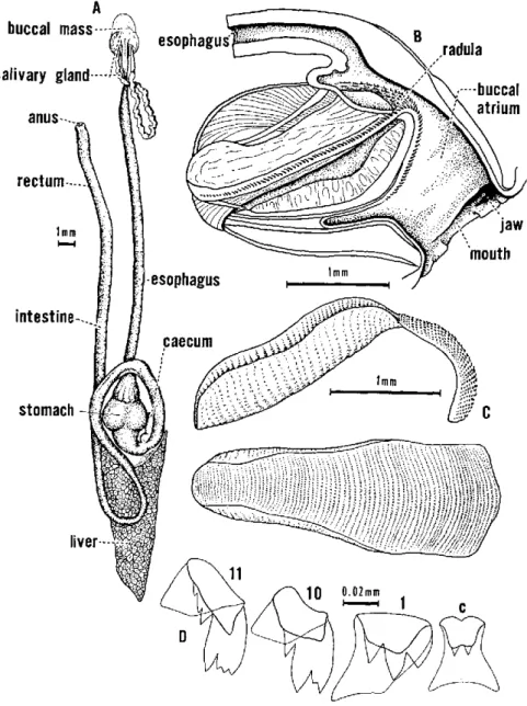 Fig.  9.  Internal  structures  of  Biomphalaria