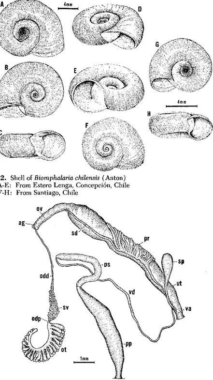 Fig. 32.  Shell  of Biomphalaria chilensis (Anton) A-E:  From  Estero Lenga,  Concepción,  Chi