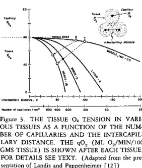 Figure  3.  THE  TISSUE  02  TENSION  IN  VARI- VARI-OUS  TISSUES  AS  A  FUNCTION  OF  THE   NUM-BER  OF  CAPILLARIES  AND  THE   INTERCAPIL-LARY  DISTANCE