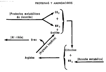 FIGURA  3.  Formación  de urea en el ciclo  de la ornitina.