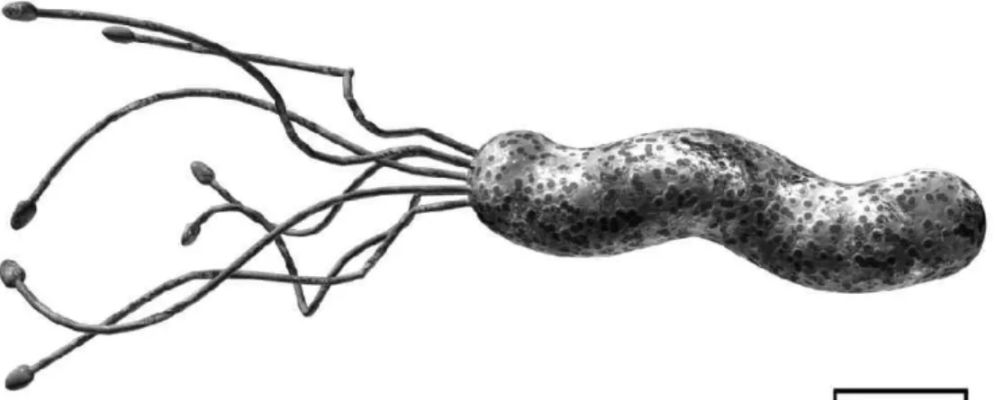 Figura 1. Helicobacter pylori, imagem em 3 dimensões.  (6)   