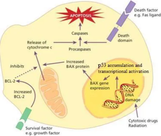 Figure 4. The function of p53. p53 expression increases in response to a variety of environmental stimuli  in order to maintain the balance between cell proliferation and apoptosis