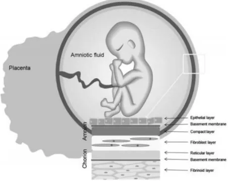 Figure  7.  The  placenta  structure.  The  placenta  is  composed  of  two  membranes:  the  chorion  and  the  hAM