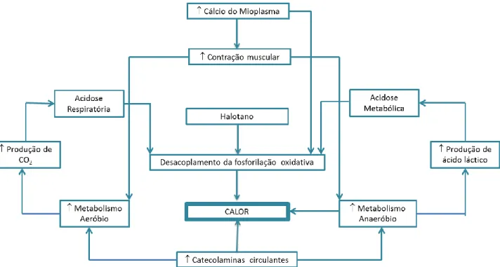 Figura 4 - Respostas metabólicas na crise aguda de hipertermia maligna    (Figura adaptada de Maury Marmor 27)