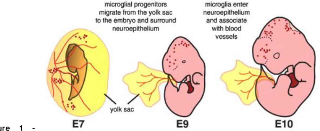 Figure  1  –  Microglial 