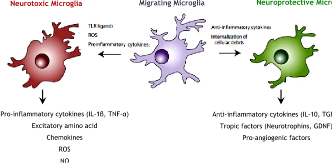 Figure  7  -  Microglia  play  distinct  roles  depending  on  the  stimulus.  In  the  healthy  CNS,  microglia  survey  their  microenvironment,  and  in  this  “resting  state”,  do  not  express  inflammatory  mediators