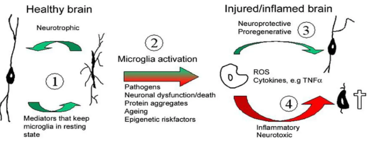 Figure  1:  Microglia  activation  by  endogenous  and/or  exogenous  stimuli. (1)  In  the  healthy  brain  microglia support neuronal well-being, and in turn receives cues from neurons and glial cells to remain  in  the  resting  state