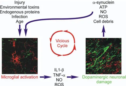 Figure 3: Relationship between microglia activation and dopaminergic neuronal damage. Schematic  representation  of  the  impact  of  microglial  activation  on  dopaminergic  neuronal  survival,  and  the  consequent  effects  of  substances  released  fr