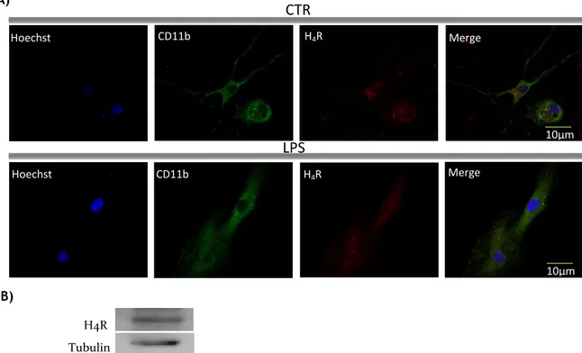 Figure 6: Microglia cells from SN express the histamine H4 receptor. A) Immunocytochemical analysis  of histamine H4 receptor expression on untreated microglial cells (CTR) and treated with 100 ng/mL LPS  for 24h