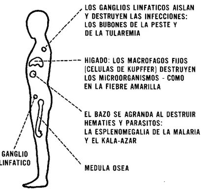 Figura  14.  MECANISMOS  FAGOCITARIOS