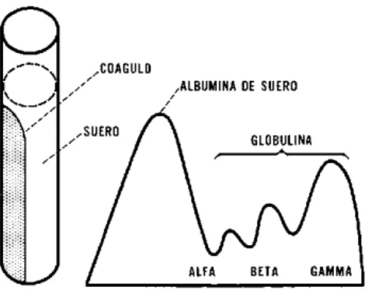 Figura  15.  LAS  CUATRO  PRINCIPALES FRACCIONES  DEL  SUERO