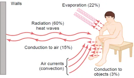 Figura  3.4  -  Mecanismos de perda de calor  do corpo humano –  Radiação, Condução/Convecção e  Evaporação (Guyton e Hall, 2006, p.891) 