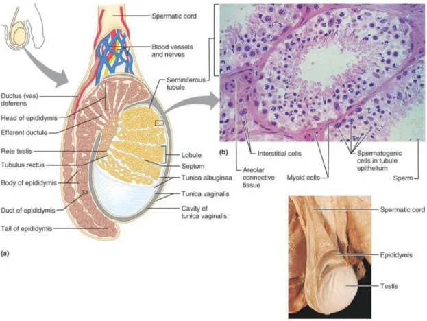 Figure 1:  Structure  of  the  testis.  (a)  Partial  sagittal  section  through  the  testis  and  epididymis