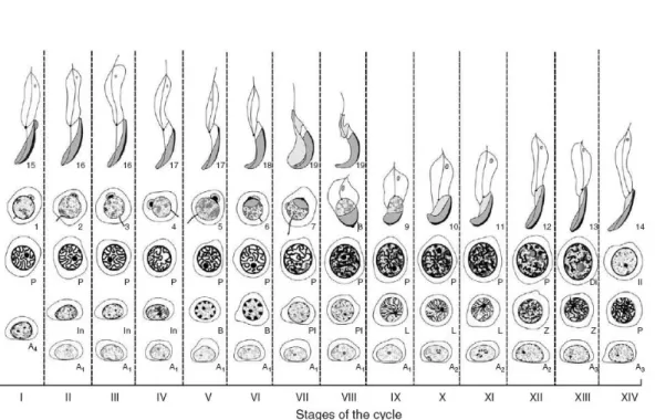 Figure 2:  Diagram  of  the  cycle  of  rat  spermatogenesis.  The  14  stages  of  the  rat  spermatogenic  cycle,  denoted  I–XIV, are shown in the vertical columns