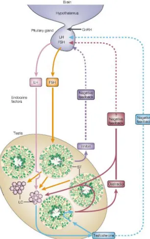 Figure 3:  The  endocrine  regulation  of  spermatogenesis. Endocrine  factors  secreted  by the pituitary gland (LH; FSH) and local regulators of testis function (such as  androgens,  estrogens  and  inhibins),  as  well  as modulators  of  gene  expressi
