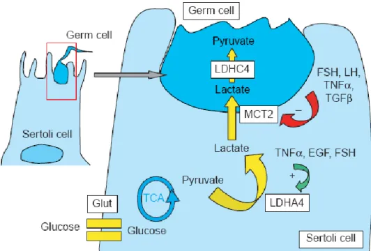 Figure 4:   Illustration  of  the  central  role  that  lactate  plays  in  Sertoli  cell–germ  cell  metabolic  cooperation