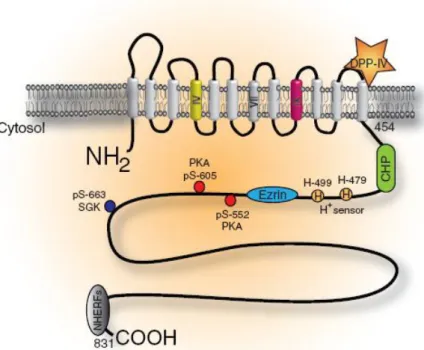 Figure 5:  NHE3  structure.  The  structure  of  NHE3  is  divided  into  12  transmembrane  domains  (residues  1–454)  and  a  large  cytosolic  C  terminal  domain  (residues  455–831)