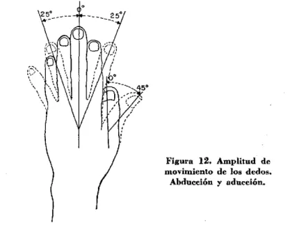 Figura  12.  Amplitud  de movimiento  de  los  dedos.