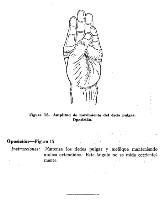 Figura  15.  Amplitud  de  movimiento  del  dedo  pulgar.