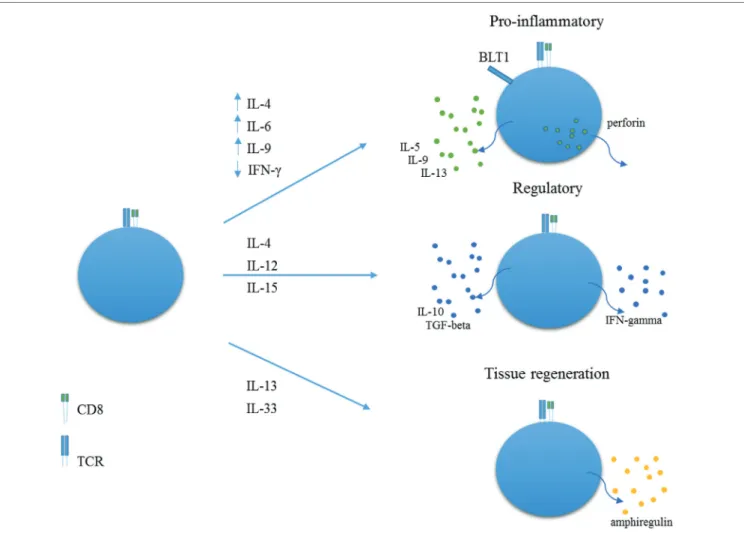 FiGURe 1 | Proposed roles for nK-like CD8+ T cells. In environments rich in IL-4, IL-6, IL-9, and low IFN-gamma, NK-like CD8 +  T cells may acquire a  pro-inflammatory role with expression of BLT1 and production of perforin, IL-5, IL-9, and IL-13