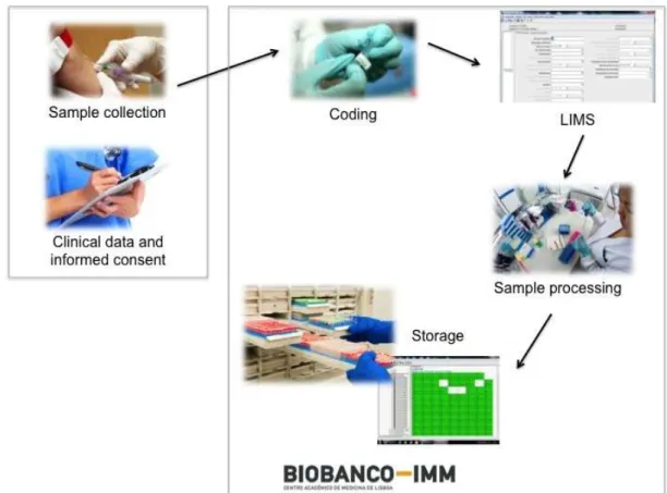 Figure  7  -  Workflow  of  Biobanco-IMM,  including  the  data  and  sample  collection,  processing  and  storage