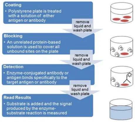Figure  9  -  ELISA  overview  flowchart  and  schematic.  The  major  steps  of  ELISA  procedure  are  coating,  blocking, detection and finally read the results