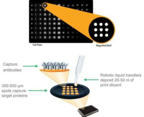 Figure 11 - Multiplex Technologies for ELISA used to measure IL-1Aa, G-CSF, GM-CSF and VEGF