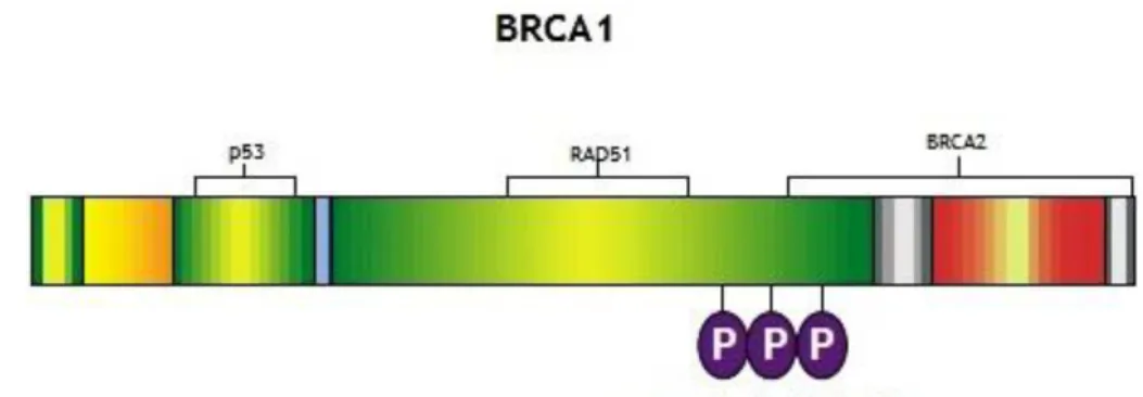Figure 3 - BRCA1 protein. p53 and RAD51 binding site; P, serines phosphorylated by ATM in response  to DNA damage (adapted from (Nathanson et al., 2001))