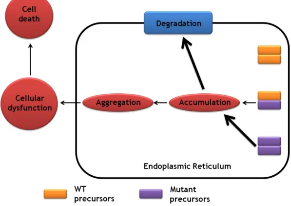 Fig. 5.  A proposed model for the molecular basis of adFNDI. Functional and physical interactions occur  between WT and mutated precursor that are retained in endoplasmic reticulum, impairing the transport  and  processing  of  WT