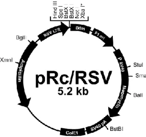Fig. 6. Expression vector pRc/RSV (Adapted from Invitrogen). 