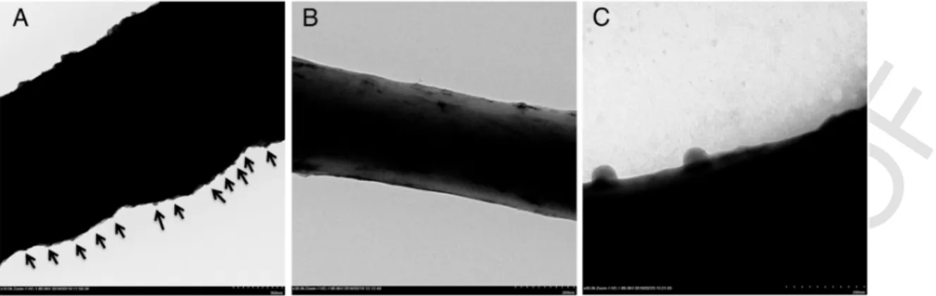 Figure 7. The bonding frequency of vB_Pae-Kakheti25 to PCL single nanofibre (A), 3D visualization (B), and vB_Pae-Kakheti25 adsorption arrangement (C)