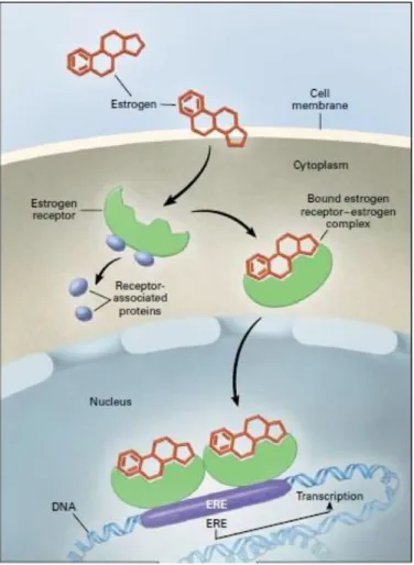 Fig 1 Classic pathway of estrogen signal transduction. Adapted from production and actions of estrogens  (41) 