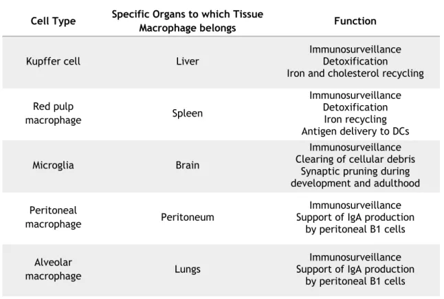 Table 1 - Tissue-resident macrophage and their functions (modified from (Varol et al., 2015))
