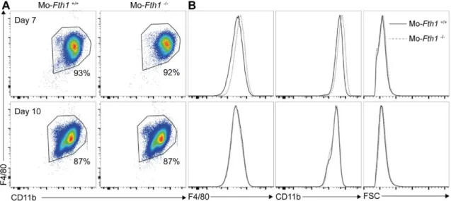Figure  5  –  H-ferritin  deficiency  does  not  impact  macrophage  differentiation.  At  days  7  and  10  of  culture, BMM were stained for the myeloid markers F4/80 and CD11b and analyzed by flow cytometry