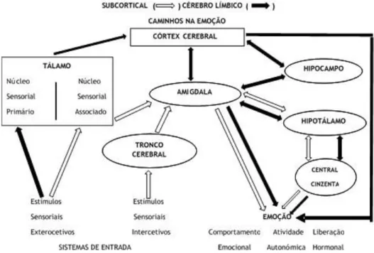 Figura 2. Substratos neurais da emoção: caminhos da emoção – cérebro límbico  