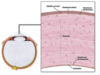 Figura 1: Imagem histológica da córnea normal.  [20]