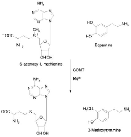 Figura 1 - O-metilação da dopamina catalisada pela COMT (Pihlavisto e  Reenilä, 2002)