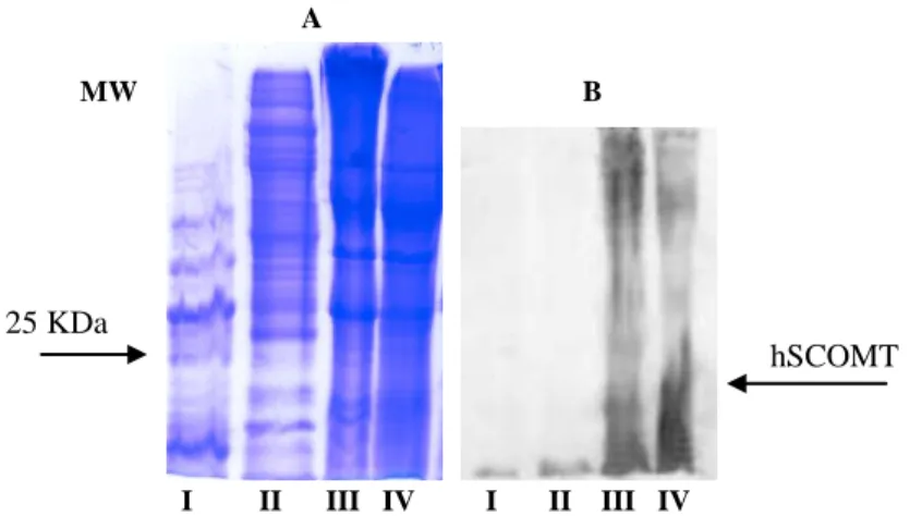 Figura  10  –  (A)  Análise  por  SDS-PAGE  das  fracções  obtidas  no  passo  cromatográfico;  (B)  Western  blot  das  fracções  recolhidas  em  todos  os  passos  da  cromatografia
