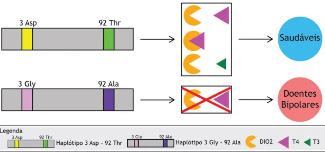 Figura 5 – Esquema representativo dos polimorfismos genéticos da DIO2 que podem modificar a sua  actividade