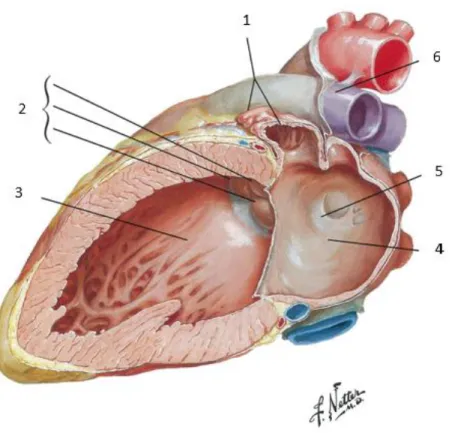 Figura  1:  Corte através da aurícula e ventrículo esquerdos com  a válvula mitral removida
