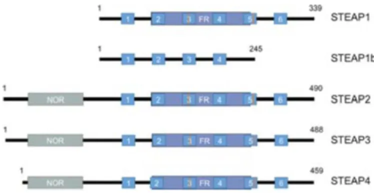 Figure  3. Schematic illustration of the domain organization of STEAPs proteins family, adapted from  [60]
