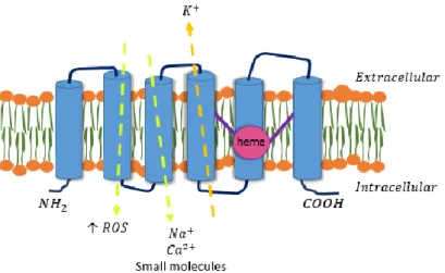 Figure  4. Schematic STEAP1 protein structure, cellular localization, and physiologic functions, adapted  from [49].