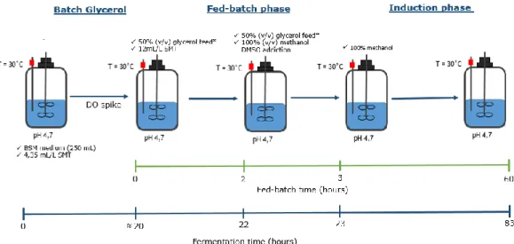 Figure    10.  Structure  of  the  production  process  implemented  and  developed  for  recombinant  STEAP1  biosynthesis in  P