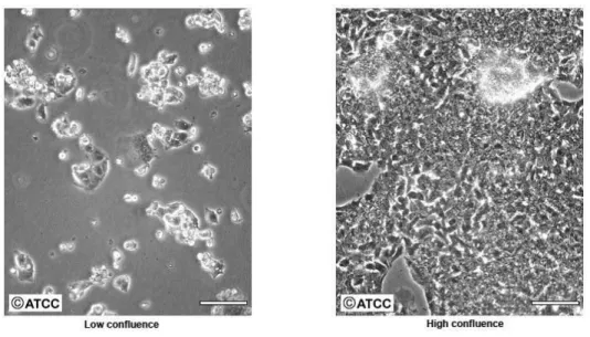 Figure 6. Hep G2 cells morphology under an optical microscope (scale bar = 100 μm, adapted from  [69])