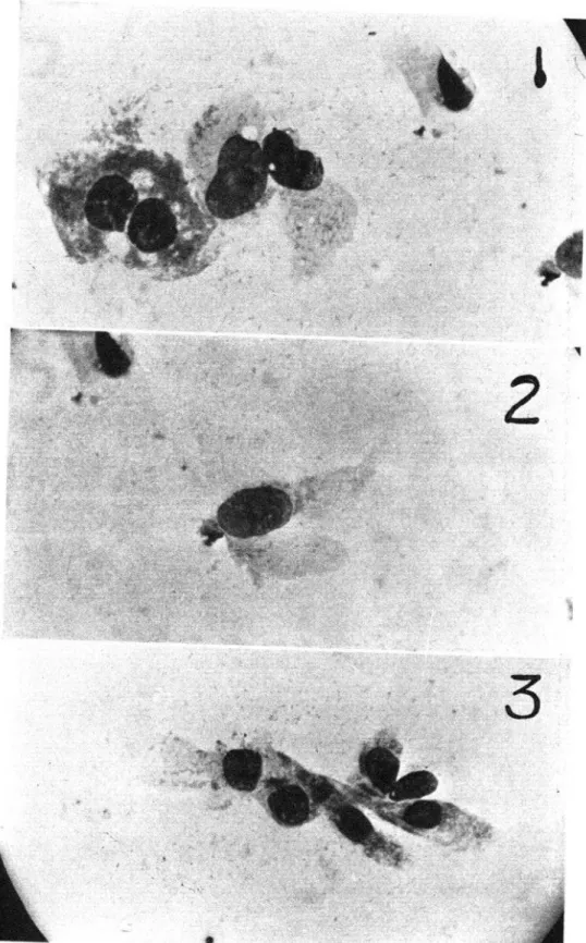 Fig.  3.-Virus  desangre  de C.  Z.  T- agmal  de rata  irradiada  fl .g.lc&gt;); Giemsa;  500 aumentop
