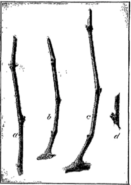 Fig.  1.  Herramientas  útiles  para  el  huerto.  (1)  Azada  pequeña;  (2)  desplantador;  (3)  azada  acorazo-  nada;  (4)  escarda;  (5)  cuerda;  (6)  rastrillo;  (7)  estacas; 