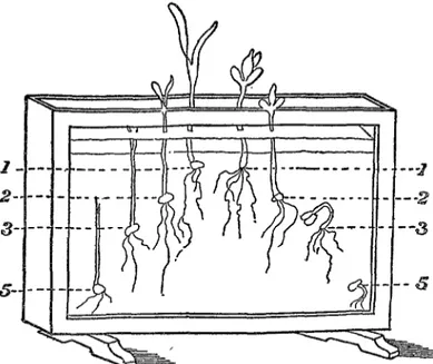 Fig.  3.-Cajh  de  cri&amp;l  utilizado  para  indicar  la  profundidad  a  que  deben  sembrarse  las  semillas 