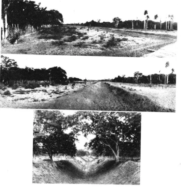 FIG.  I.-Saneamiento  de  una  vasta  región  pantanosa  en  el  Cibao.  I.aqulla  Palada