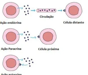 Figura 8- Comunicação via citocinas: endócrina, parácrina e autocrina (34) 